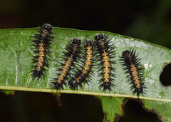 Brush Box (Xylotheca)