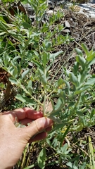 Atriplex pentandra