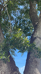 Acacia auriculiformis