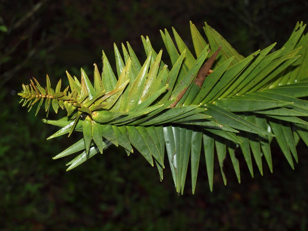 klinki pine