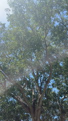 Acacia auriculiformis