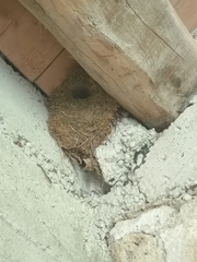 Troglodytes troglodytes