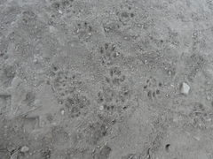 Otospermophilus beecheyi