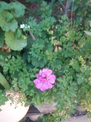 Pelargonium