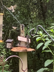 Pheucticus ludovicianus