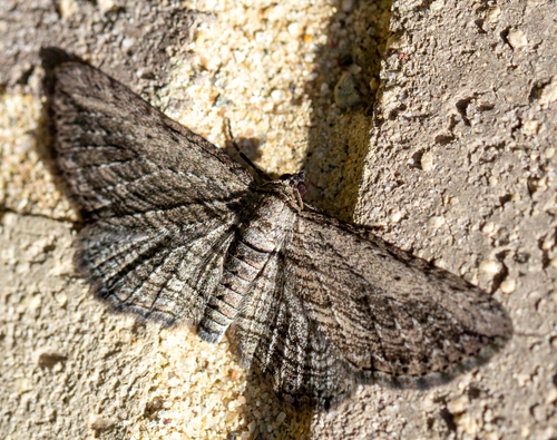 Brown Bark Carpet Moth photo 3