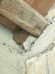 Troglodytes troglodytes