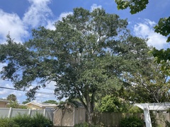 Acacia auriculiformis