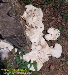Lentinus scleropus