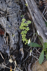 Oxalis dentata