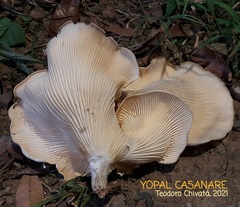 Lentinus scleropus