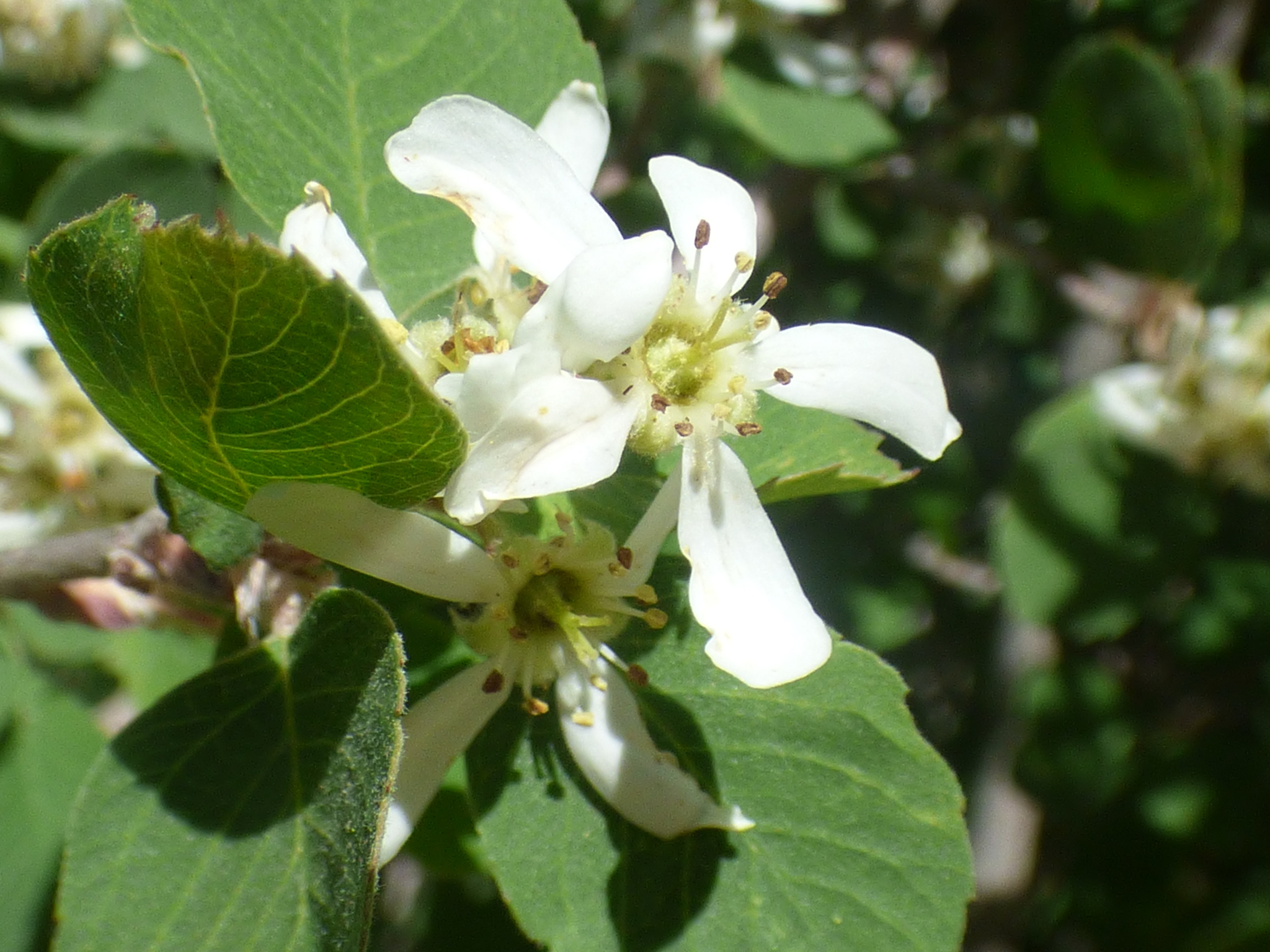 Amelanchier utahensis