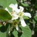 Utah Serviceberry - Photo (c) Steve Ganley, some rights reserved (CC BY-NC)