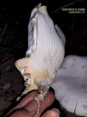 Lentinus scleropus