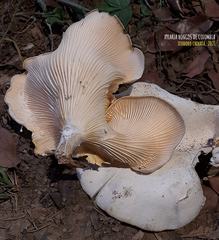 Lentinus scleropus