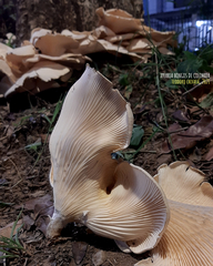 Lentinus scleropus