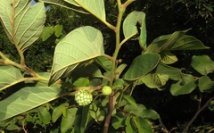Annona senegalensis senegalensis