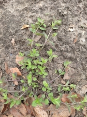 Moehringia trinervia