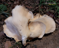 Lentinus scleropus