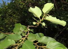 Annona senegalensis senegalensis
