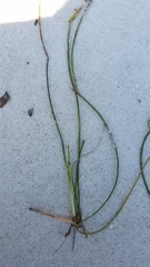 Halodule wrightii