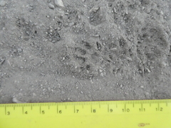 Otospermophilus beecheyi
