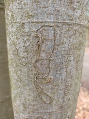 Zimmermannia liebwerdella