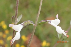 Syncolostemon argenteus