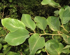 Annona senegalensis senegalensis