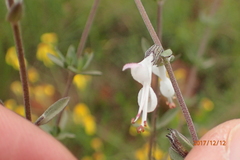 Syncolostemon argenteus