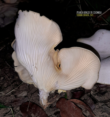 Lentinus scleropus