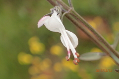 Syncolostemon argenteus