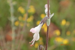 Syncolostemon argenteus