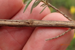 Syncolostemon argenteus