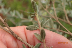 Syncolostemon argenteus