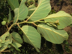 Annona senegalensis senegalensis