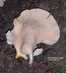 Lentinus scleropus