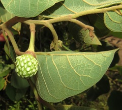 Annona senegalensis senegalensis