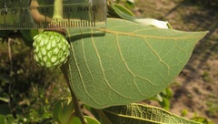 Annona senegalensis senegalensis