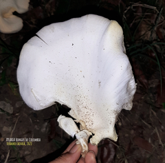 Lentinus scleropus