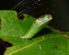 Chrysocraspeda leighata