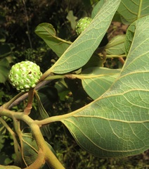 Annona senegalensis senegalensis