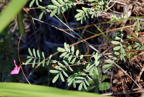 Image of Tephrosia grandiflora by (c) Tony Rebelo, some rights reserved (CC BY-SA)