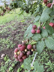 Rubus niveus