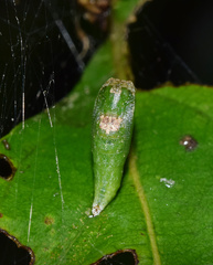 Chrysocraspeda leighata