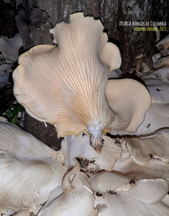 Lentinus scleropus