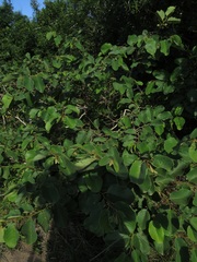 Annona senegalensis senegalensis