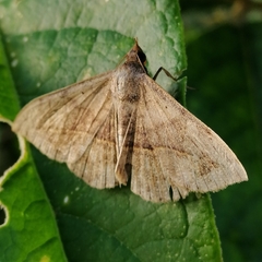Eulepidotinae