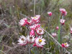 Achyranthemum affine