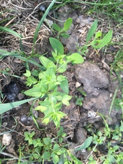 Veronica cardiocarpa